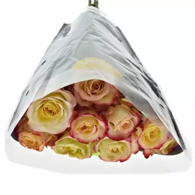 Žlutooranžová růže RISE N SUN 50cm (L)