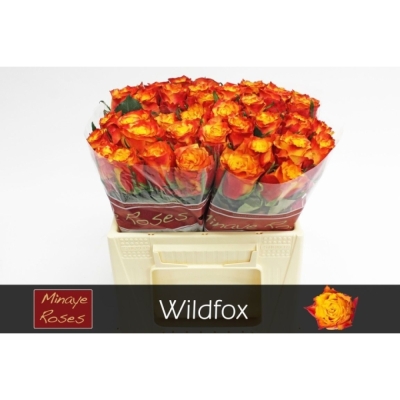 Žlutooranžová růže WILDFOX