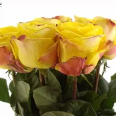 Žlutorůžová růže JOKER