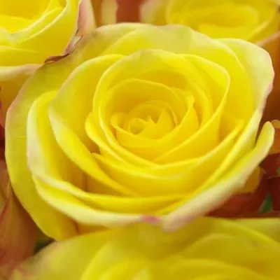 Žlutorůžová růže JOKER