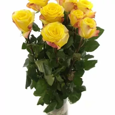Žlutorůžová růže JOKER