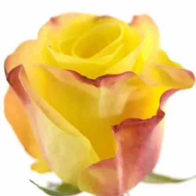 Žlutorůžová růže JOKER 50cm (L)