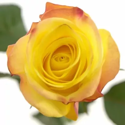 Žlutorůžová růže JOKER