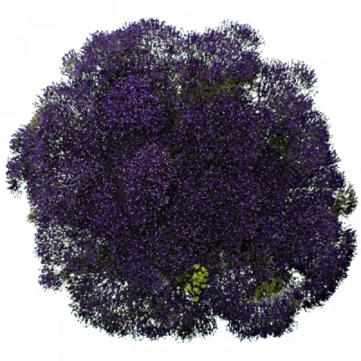 Zvonečkovec  PURPLE LAKE MICHIGAN