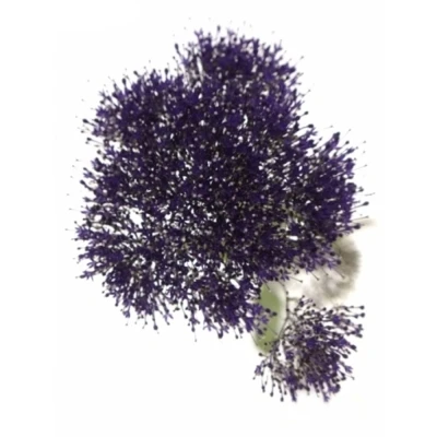 Zvonečkovec CAERULEUM BLUE LAKE FOREST