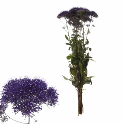 Zvonečkovec CAERULEUM BLUE LAKE FOREST 50 cm