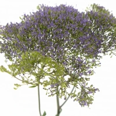 Zvonečkovec CAERULEUM CORINE LIGHT BLUE