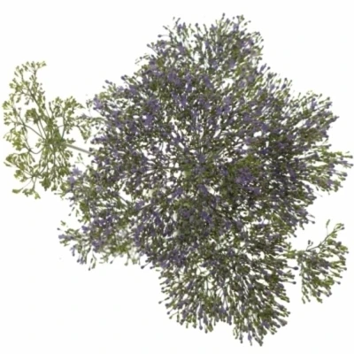 Zvonečkovec CAERULEUM CORINE LIGHT BLUE