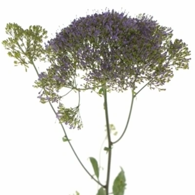 Zvonečkovec CAERULEUM CORINE LIGHT BLUE 60 cm