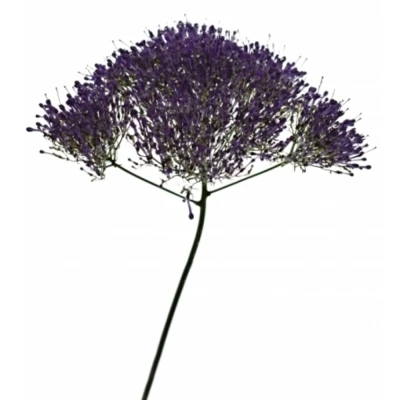Zvonečkovec CAERULEUM CORINE LILAC 50 cm