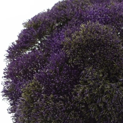 Zvonečkovec CAERULEUM CORINE LILAC