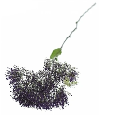 Zvonečkovec CAERULEUM CORINE LILAC