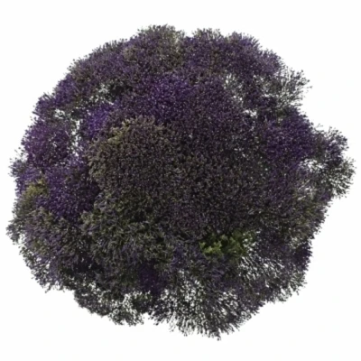 Zvonečkovec CAERULEUM CORINE LILAC