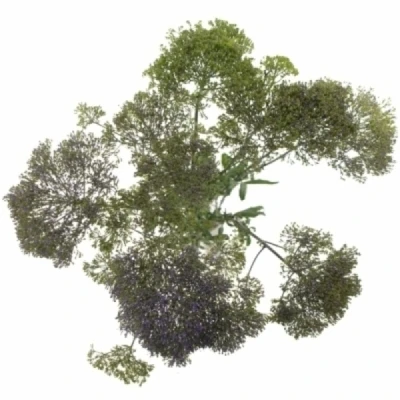 Zvonečkovec CAERULEUM CORINE PURPLE