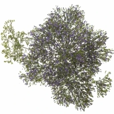 Zvonečkovec CAERULEUM CORINE PURPLE