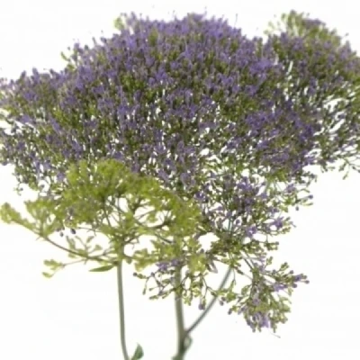 Zvonečkovec CAERULEUM CORINE PURPLE