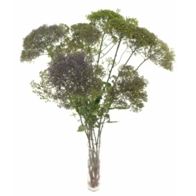 Zvonečkovec CAERULEUM CORINE PURPLE