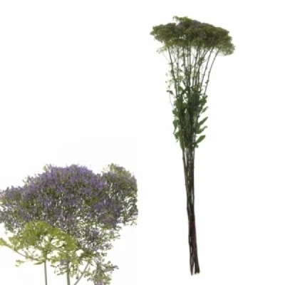 Zvonečkovec CAERULEUM CORINE PURPLE