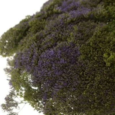 Zvonečkovec CAERULEUM CORINE PURPLE