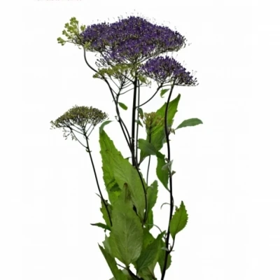 Zvonečkovec CAERULEUM SUPREME PURPLE 65cm