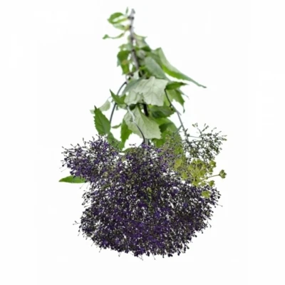 Zvonečkovec CAERULEUM SUPREME PURPLE