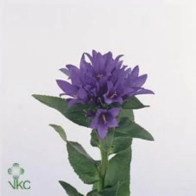 Zvonek GLOMERATA BLUE OCEAN 50 cm