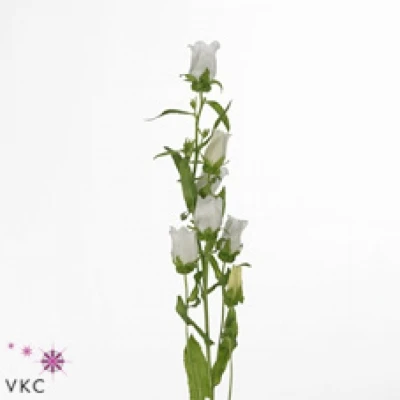 Zvonek MEDIUM ALBA 50cm