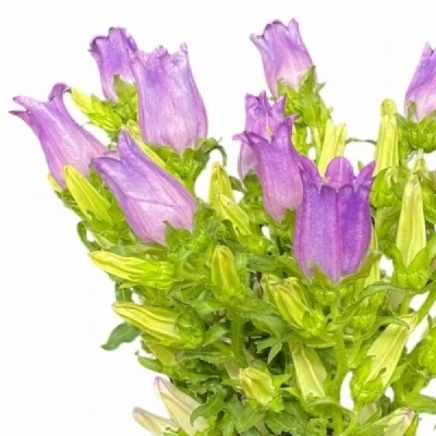 Zvonek MEDIUM CHAMPION LAVENDER