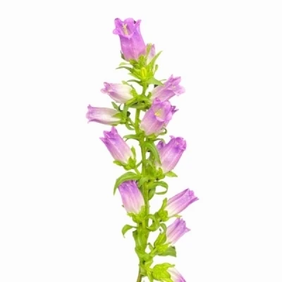 Zvonek MEDIUM CHAMPION LAVENDER 60cm