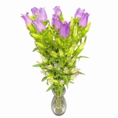 Zvonek MEDIUM CHAMPION LAVENDER