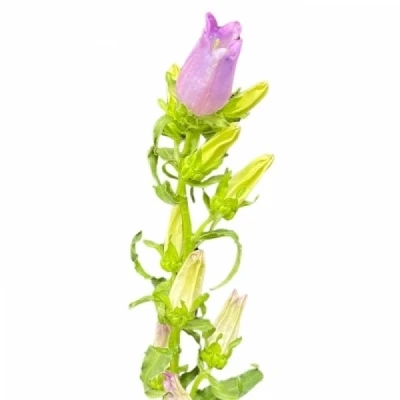 Zvonek MEDIUM CHAMPION LAVENDER