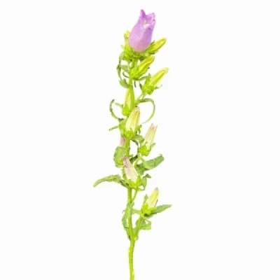 Zvonek MEDIUM CHAMPION LAVENDER