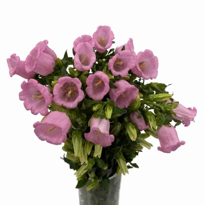 Zvonek MEDIUM PEARL PINK