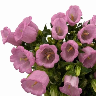 Zvonek MEDIUM PEARL PINK 60 cm