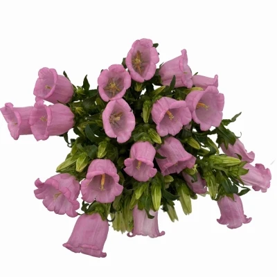 Zvonek MEDIUM PEARL PINK