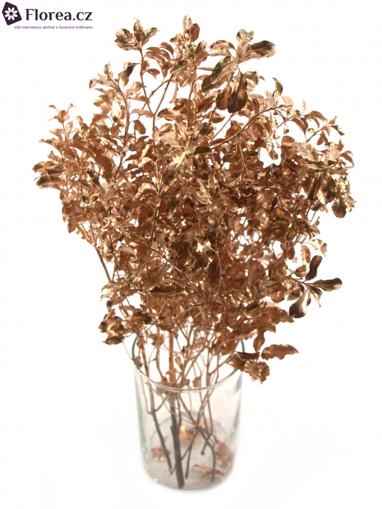 PITTOSPORUM NIGRA CHAMPAGNE 150g