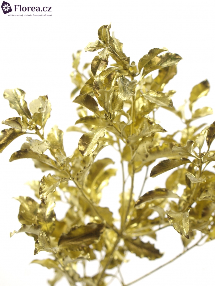 PITTOSPORUM NIGRA GOLD 150g