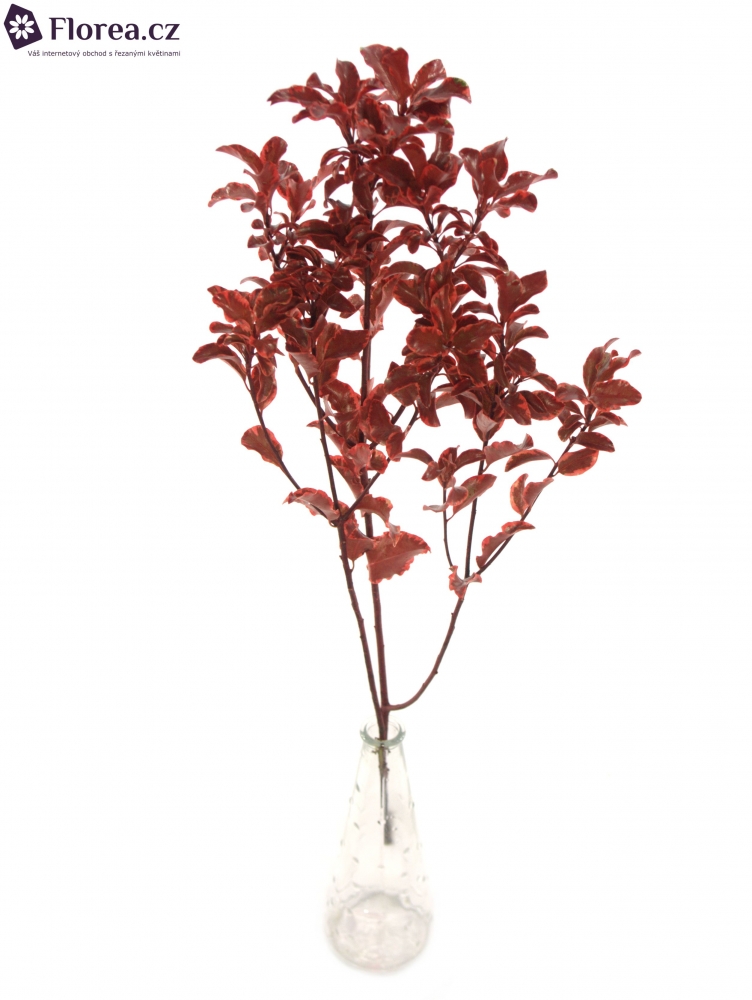 PITTOSPORUM NIGRA RED 150g