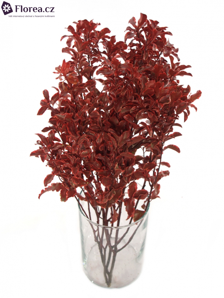 PITTOSPORUM NIGRA RED 150g