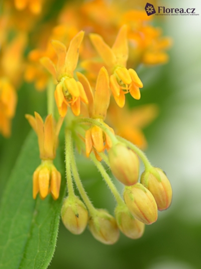 ASCLEPIAS TUBEROSA 30cm