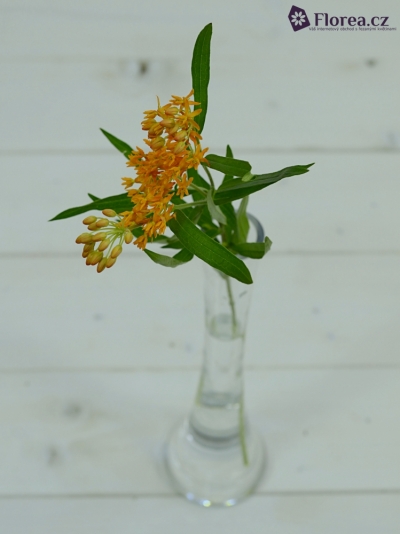 ASCLEPIAS TUBEROSA 30cm