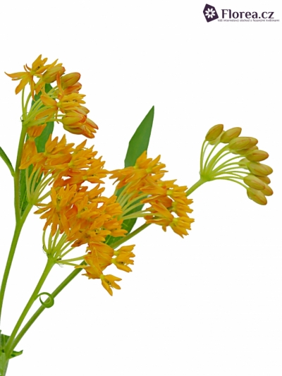 ASCLEPIAS TUBEROSA 30cm