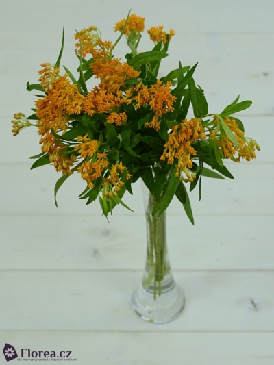 ASCLEPIAS TUBEROSA 30cm