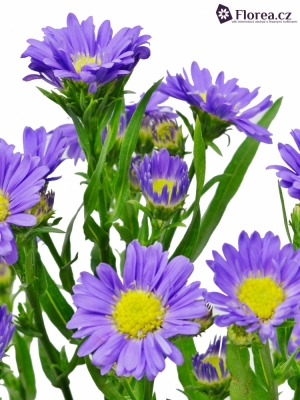 ASTER PURPLE MONARCH 80cm/30g