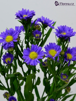 ASTER PURPLE MONARCH 80cm/30g