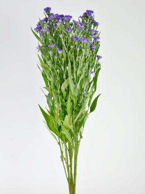 ASTER PURPLE MONARCH 80cm/30g
