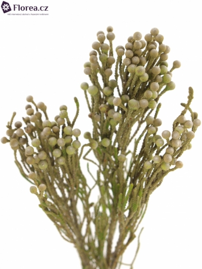 BRUNIA NODULIFLORA 40cm