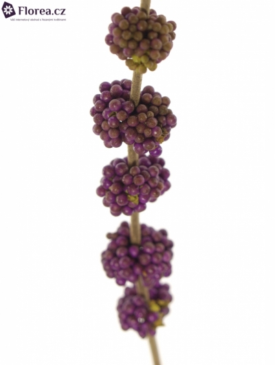 CALLICARPA GIRALDII 50cm