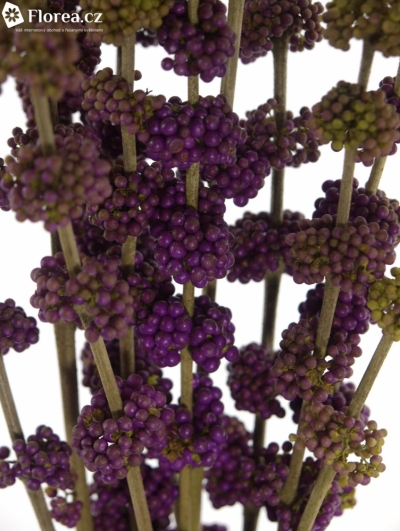 CALLICARPA GIRALDII