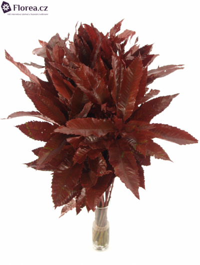 CASTANEA SATIVA RED